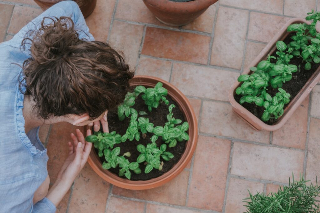 Comment sauver un palmier mort ou pas ? découvrez les astuces Votre — free download